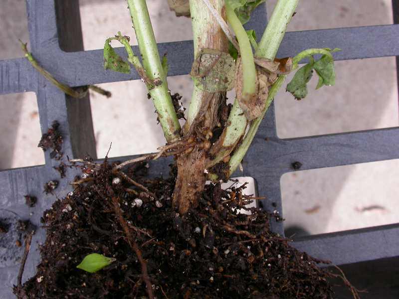 Fusarium Wilts and Rots